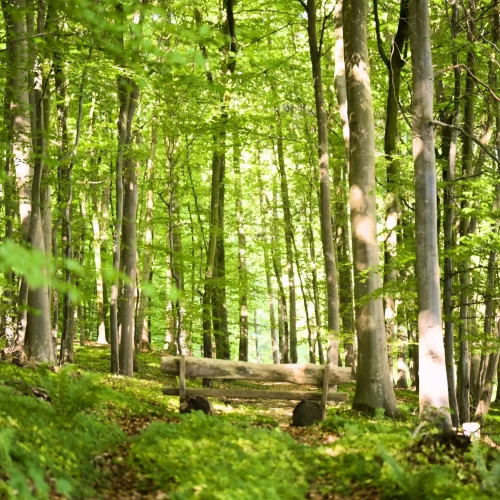 Menschlich-Mal-Anders_Wald_1 Wald - Hintergrundbild der Seite Menschlich Mal Anders - Kommunikationscoaching für mehr echte Verbindung